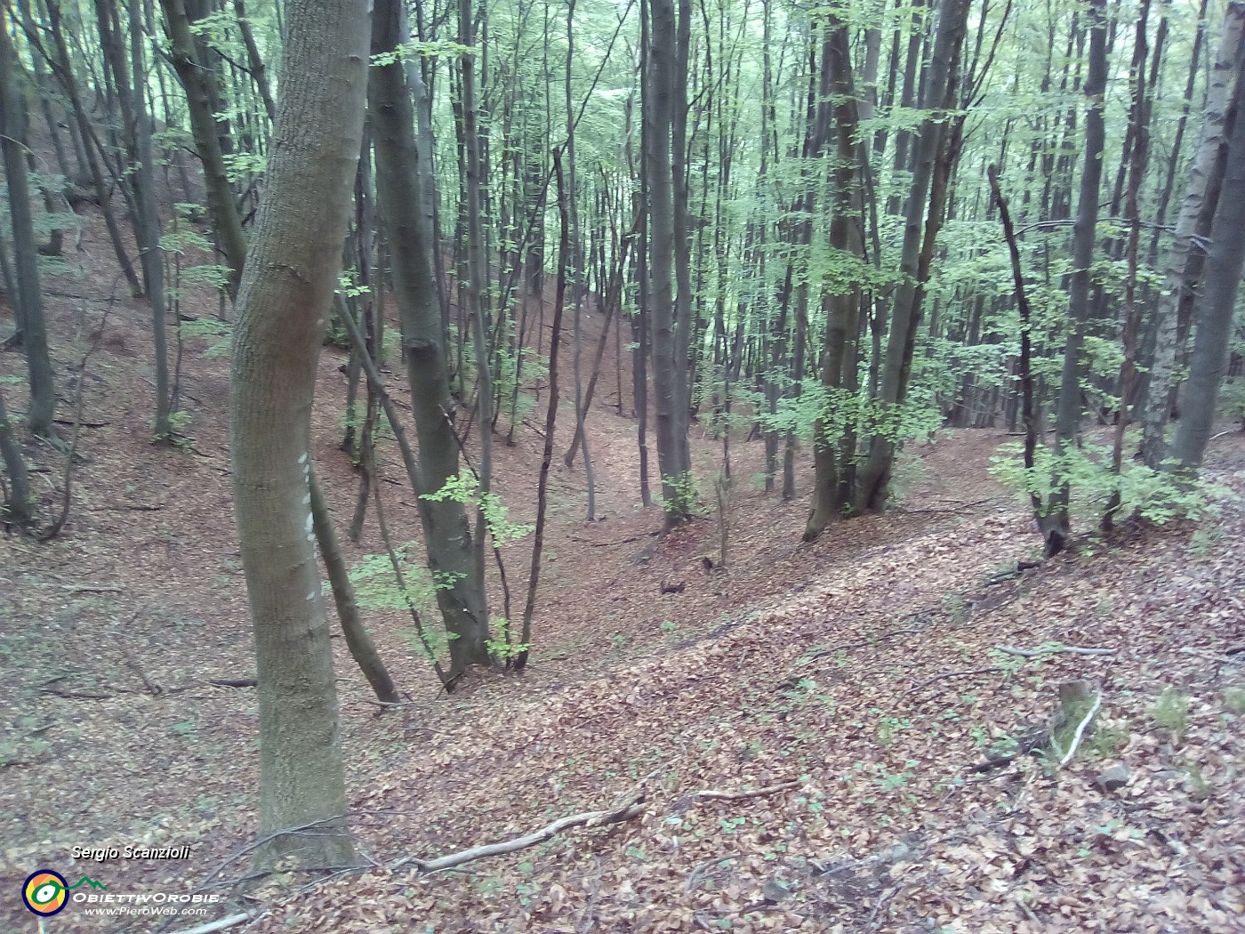 36 NEL BOSCO.jpg